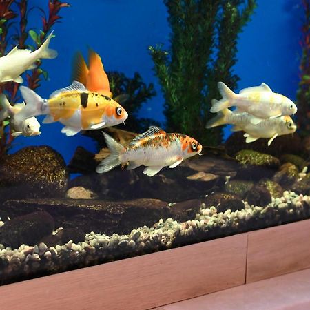 Family Hotel Lazur Кюстендил Экстерьер фото